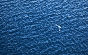 море, волны, одинокая птица, полет, синева, вид с высоты, 4К обои, минимализм, sea, waves, lonely bird, flight, blue, view from a height, 4K wallpaper, minimalism