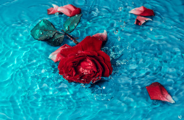 красная роза в воде, цветок, роза, вода, лепестки