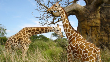 жирафы, животные, Африка, giraffes, animals, Africa