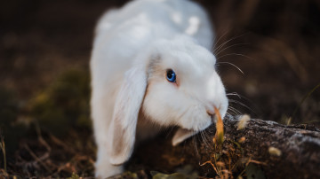 белый кролик с голубыми глазами, вислоухий, домашние животные, пушистик, 3840х2160