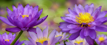 Большие бутоны цветка лотоса, фиолетовые цветы