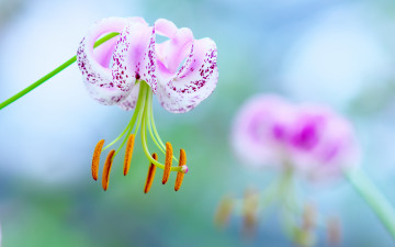 цветок, красивый, макро, обои скачать, Flower, beautiful, macro, wallpaper download