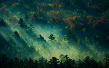 Фото бесплатно туманный лес, туман, солнечные лучи, природа