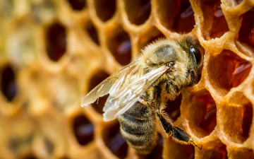 пчела, соты, насекомое, макро, мед, великолепные обои, Bee, honeycomb, insect, macro, honey, gorgeous wallpaper