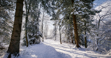 Обои на рабочий стол зима, деревья, пейзаж, снег, лес, природа, дорога