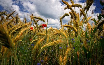 колосья пшеницы, природа, пшеничное поле, небо, облака