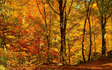 2880х1800, золотая осень в лесу, природа, листья, красивый осенний пейзаж