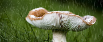 дождь, гриб, макро, трава, 5К обои