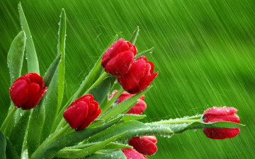Красные тюльпаны, букет, цветы, зеленый фон, заставки, дождь, фото скачать, Red tulips, flower, flowers, green background, wallpaper, rain, photo download