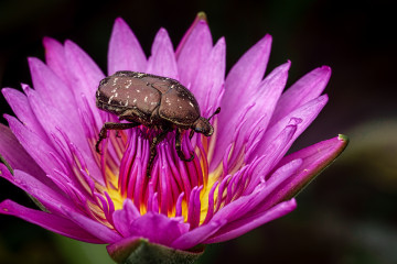Фото бесплатно водяная лилия, насекомое, жук, цветок
