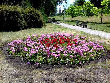 парк, клумба, цветы, лето, природа