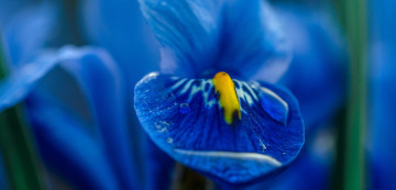 blue iris flower macro