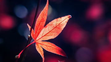 красный лист клена, осень, макро, красивые обои