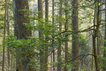 Фото бесплатно природа, хвойный лес, ветки