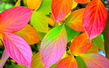 листья разноцветные, осень, макро, яркие обои скачать, Leaves colorful, autumn, macro, bright wallpapers download