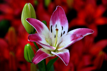 Фото бесплатно лилия, розовый цветок