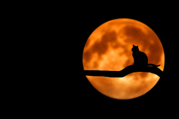 минимализм, силуэт кота на луне, чёрный фон, изображение, ночь, луна, кот на ветке