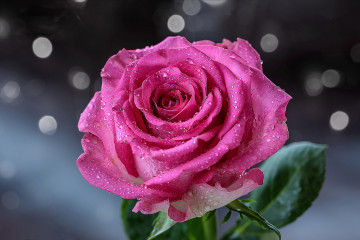 Фото бесплатно капли дождя, розовые розы, роза