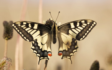 Danaus plexippus, Данаид монарх, макро, бабочка, криптозоология, скачать, monarch butterfly, macro, butterfly, cryptozoology, download