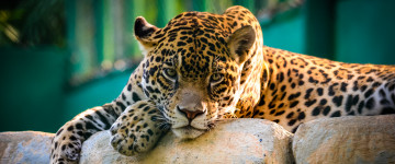 4К, скучающий леопард на камнях, дикие животные