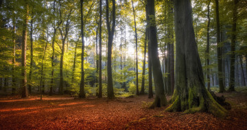 Фото бесплатно опавшие листья, природа, пейзажи, лес, лучи солнца