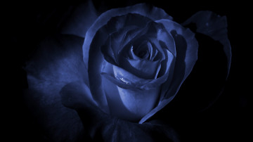синяя роза, цветок, макро, темный фон, обои скачать, Blue rose, flower, macro, dark background, wallpaper download