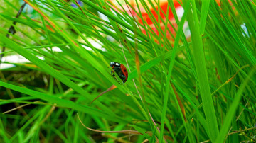 Фото бесплатно насекомое, божья коровка, трава