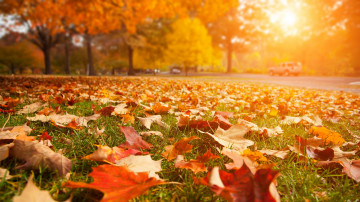 осень, закат, лучи солнца, сухие листья, трава, природа, парк