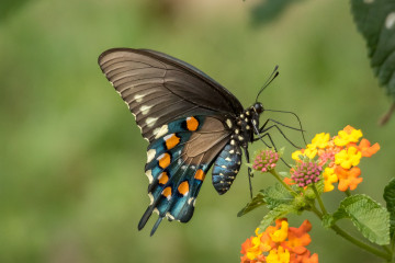 Фото бесплатно цветок, макро, насекомые, бабочка