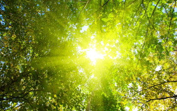 природа, лучи солнца, кроны деревьев, лето, красивые обои, Nature, sun rays, tree crowns, summer, beautiful wallpaper