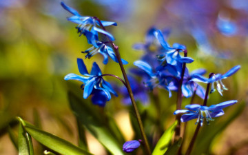 весенние обои, пролески, ранние цветы, синие, весна, природа, spring wallpaper, Proleski, the early flowers, blue, spring, nature