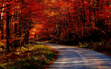 Фото бесплатно лес, пейзажи, дороги, осень, природа