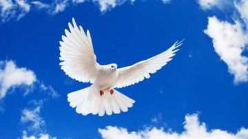 белый голубь летящий, голубое небо, облака, птица, красивые обои, White dove flying, blue sky, clouds, bird, beautiful wallpaper