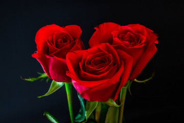 букет красных красивых роз, цветы, бутоны