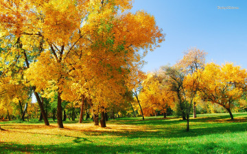 осень, парк, солнечно, зеленая трава, желтые деревья, красивые обои, autumn, park, sunny, green grass, yellow trees, beautiful wallpaper