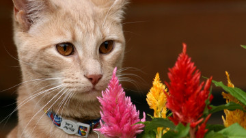 рыжая кошка, цветы, домашнее животное