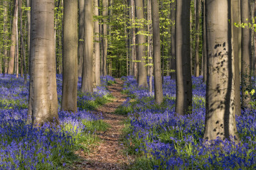 Фото бесплатно природа, редкий лес, деревья, голубые цветы, весна
