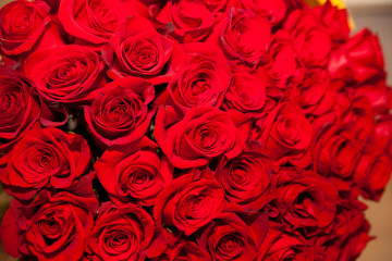миллион красных роз, огромный букет, цветы