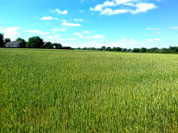 украинское село, Погребы, Глобино, лето, пейзаж, поле зеленой пшеницы, голубое небо, дом на горизонте