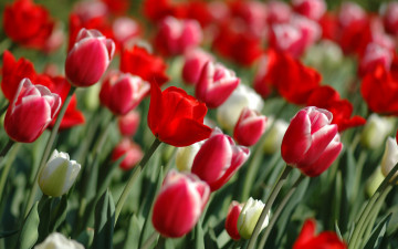 красные тюльпаны, весенние цветы, природа, красивые обои, Red tulips, spring flowers, nature, beautiful wallpaper