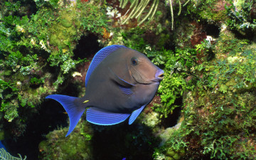 Атлантический Синий Тан, рыбка, под водой, качественные обои на рабочий стол