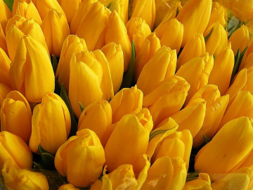 цветы, весна, бутоны желтых тюльпанов, обои весенние цветы, скачать, flowers, spring, buds yellow tulips, spring flowers wallpaper download