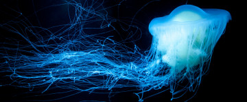 glowing jellyfish, Светящаяся медуза, темнота, море, под водой, 3440х1440