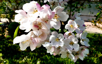цветущая яблоня, ветка, цветы, розовые, весна, май, дерево, 3840х2400, 4к обои