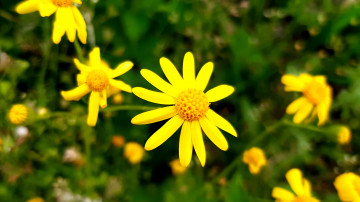 3840х2160 4к обои желтые полевые цветы макро