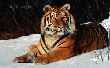 2880х1800 тигр на снегу позирует дикие животные