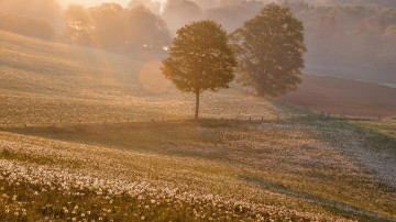 природа деревья поле белых одуванчиков лучи солнца