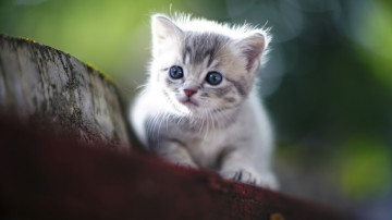 Фото бесплатно милый пушистый котенок, голубые глаза