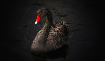 Ultra HD 4K wallpapers, черный лебедь, птица, темный фон, фото, Black swan, bird, dark background, photo