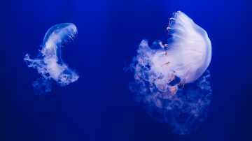 медуза на глубине океана